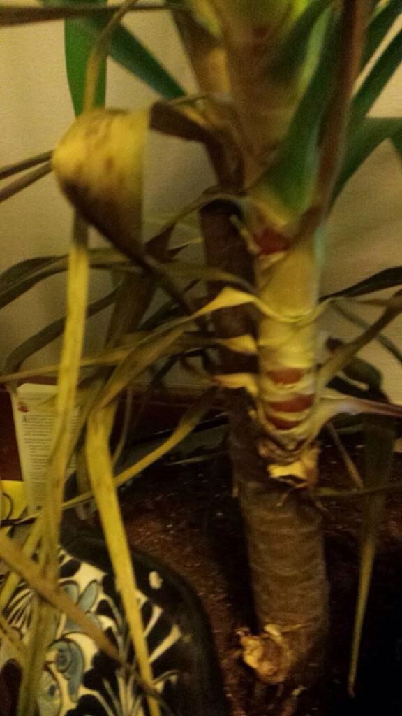 What's wrong with this plant? Houseplantcare dyingplant Ask MetaFilter